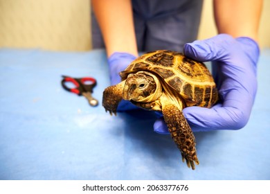 930 Turtle Veterinarian Images, Stock Photos & Vectors | Shutterstock