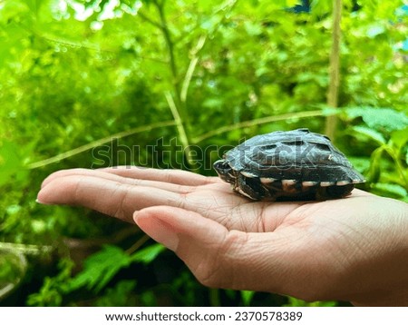 Turtle has a hard carapace to protect itself.
