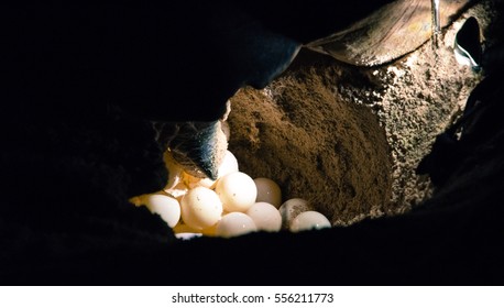 Turtle Hatchery On The Selingan Island