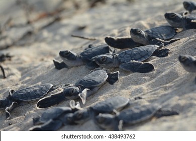 Turtle Hatching On Galapagos Beach