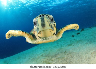 Turtle (Hawksbill Turtle - Eretmochelys imbricata) - Shutterstock ID 123505603