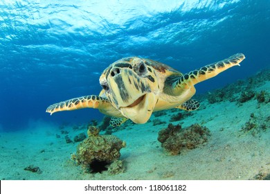 Turtle (Hawksbill Sea Turtle) underwater