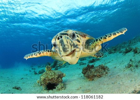 Turtle (Hawksbill Sea Turtle) underwater