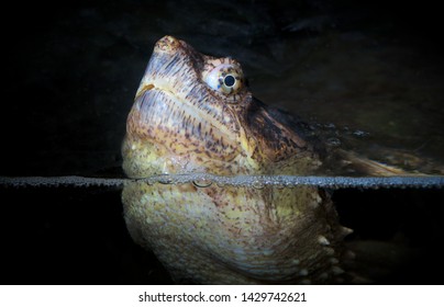 Turtle Head Marine Reptile Slow Animal Eye Closeup 