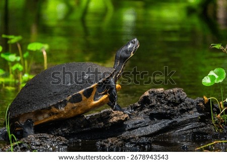 Turtle with its head up on a log in Florida Springs National park