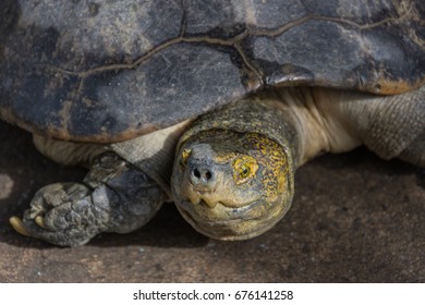 Turtle head,close up turtle head.
