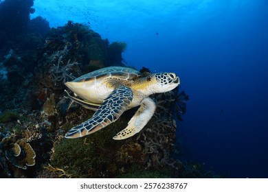 A turtle heading to the surface to breathe and a turtle heading to the surface