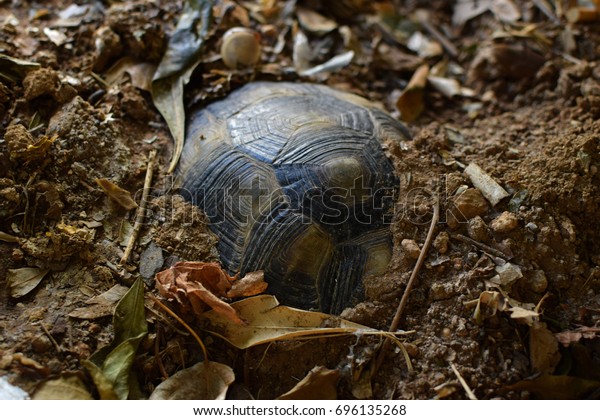 Turtle Hibernating Under Soil On Cold Stock Photo (Edit Now) 696135268