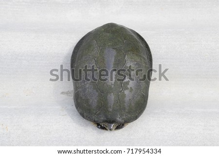 The turtle hid in the shell and does not stick out of it. Ordinary river tortoise of temperate latitudes. The tortoise is an ancient reptile