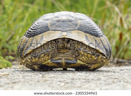A turtle hidden in its shell. Front view. 