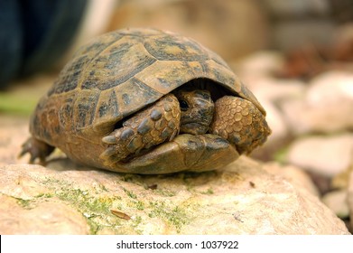 554 Scared turtle Images, Stock Photos & Vectors | Shutterstock