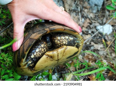 1,898 Turtle Hiding In Shell Images, Stock Photos & Vectors | Shutterstock