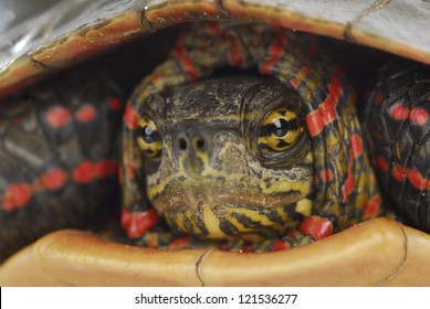 Turtle Hiding - Western Painted Turtle Inside Its Shell On White Background