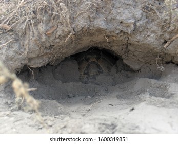 Turtle Hole Sand Stock Photo 1600319851 | Shutterstock