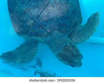 Turtle Hospital In Marathon Key