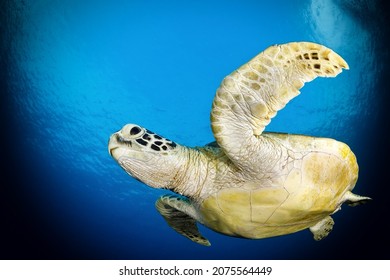 A Turtle In The Indian Ocean, Underwater Life.