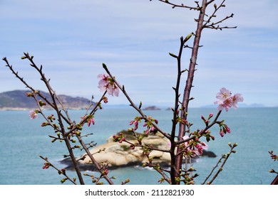 Turtle Island with cherry bloom in Qinbi Village, Beigan, Matsu.