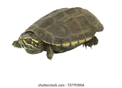 Turtle Isolate On White Side View Stock Photo 737793904 | Shutterstock