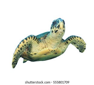 Sea Green Turtle Isolated On White Stock Illustration 606128564 