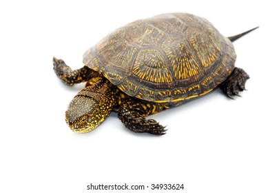 Turtle Isolated On White Stock Photo 34933624 | Shutterstock