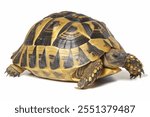 turtle isolated on white background