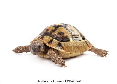 Turtle Isolated On White Background Stock Photo 123690175 | Shutterstock