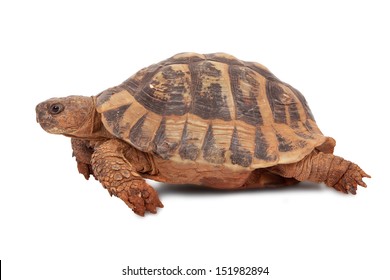 Turtles Shell Stock Photos Images Photography Shutterstock