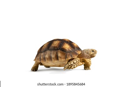Turtle isolated on white background with clipping path