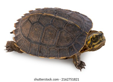 Turtle Isolated On White Background Freshwater Stock Photo 2162751821 ...