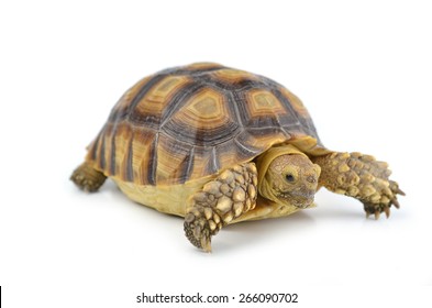 turtle isolated on white background - Shutterstock ID 266090702