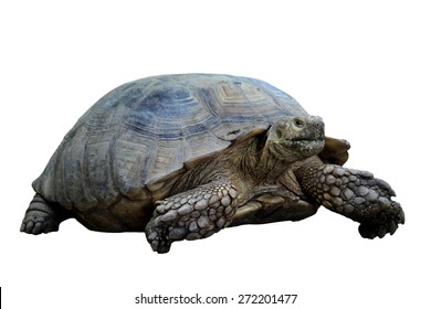 Giant Tortoise Isolated On White Backgroud Stock Photo (Edit Now) 160262276