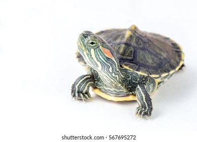 70,239 Turtle White Background Images, Stock Photos & Vectors ...