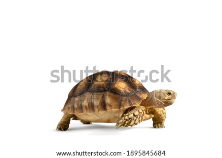 Turtle isolated on white background with clipping path