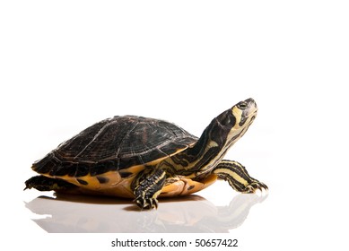 turtle isolated over white with copy space