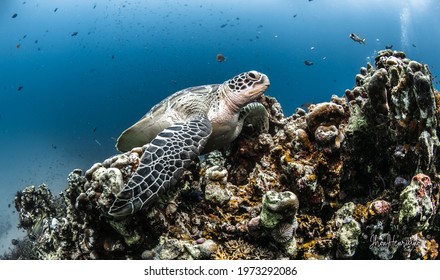 Turtle kingdom sitting down on their territorial, always to be found on turtle city dive spot on Gili, Indonesia
