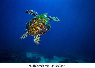 Turtle In Komodo National Park