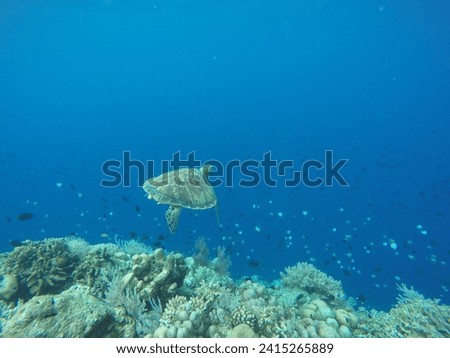 The turtle is looking for food among the fish colony