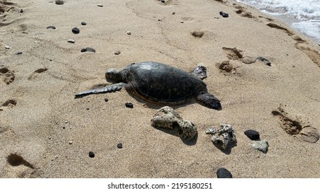 Turtle lying on the beach