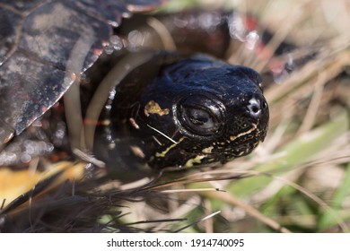 Turtle Macro Wild Life Sandbridge