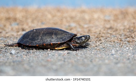 Turtle Macro Wild Life Sandbridge