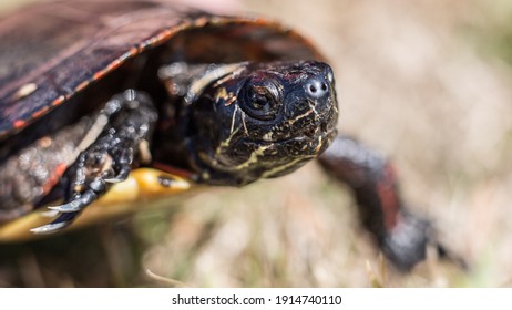 Turtle Macro Wild Life Sandbridge