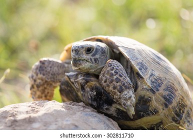 145 Love making turtles Images, Stock Photos & Vectors | Shutterstock