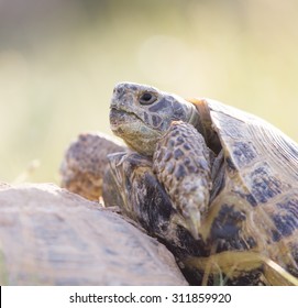 145 Love making turtles Images, Stock Photos & Vectors | Shutterstock