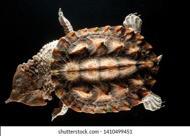 Turtle Matamata On Black Background