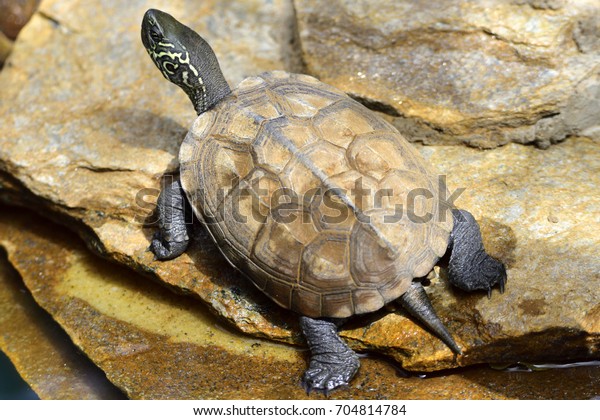 Turtle Mauremys Reevesii Their Natural Habitat Stock Photo 704814784 ...