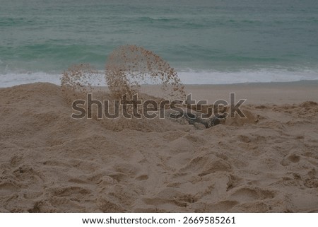 turtle messing around with sand