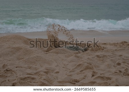 turtle messing around with sand