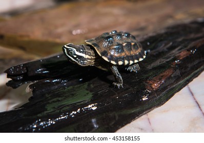 776 Mini turtles Images, Stock Photos & Vectors | Shutterstock