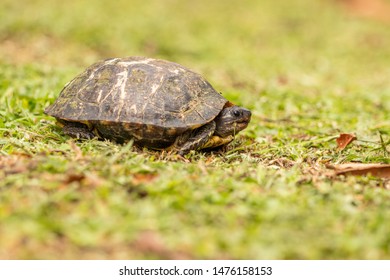 Turtle In My Backyard In Tortuguero, Costa Rica