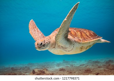 turtle in ocean  - Shutterstock ID 1217798371